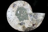 Cut Ammonite Fossil (Half) - Agatized #79155-1